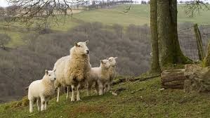 sheep 3